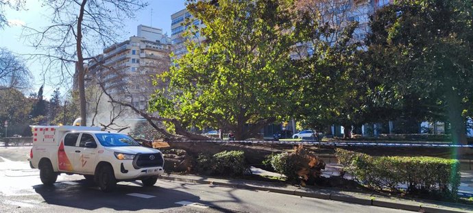 El árbol se ha precipitado al suelo en el Paseo Contitución de Zaragoza.