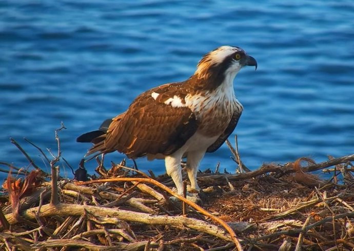 El nido de águila pescadora en el Parque Natural de la Península de Llevant.