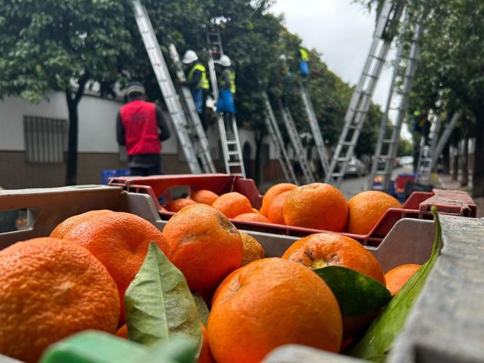 Ayuntamiento de Sevilla alcanza 57% de la campaña de recogida de naranja amarga, condicionada por la lluvia.