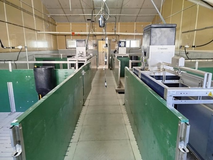 El IVIA digitaliza su granja porcina para avanzar hacia una producción más sostenible y respetuosa con el bienestar de los animales y rentable para el sector ganadero