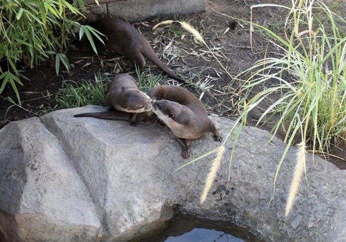 La pareja de nutrias Kira y Leo celebran su tercer San Valentín en Sea Life Benalmádena con nuevas crías