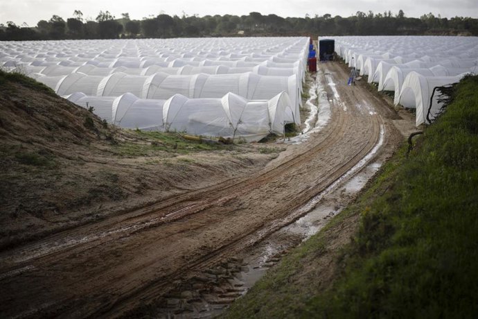 Explotación agrícola en Moguer (Huelva) dedicada al cultivo de la fresa afectada por el temporal. A 12 de febrero de 2026 en Moguer, Huelva (Andalucía, España). 