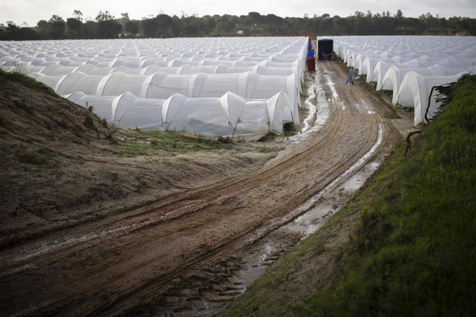 Explotación agrícola en Moguer (Huelva) dedicada al cultivo de la fresa afectada por el temporal. A 12 de febrero de 2026 en Moguer, Huelva (Andalucía, España). 