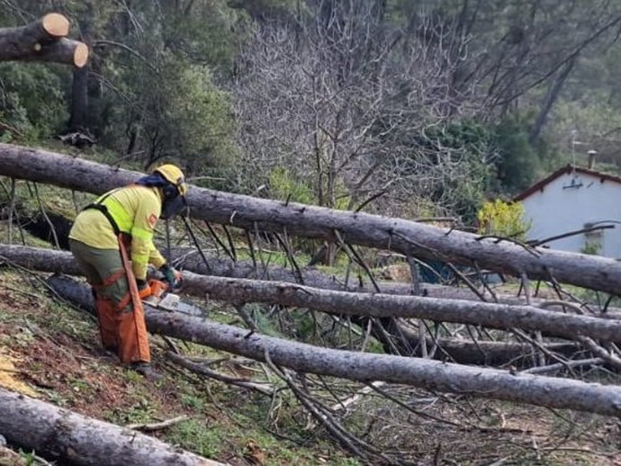 Labores de recogida de troncos por parte de efectivos del Plan Infoca.