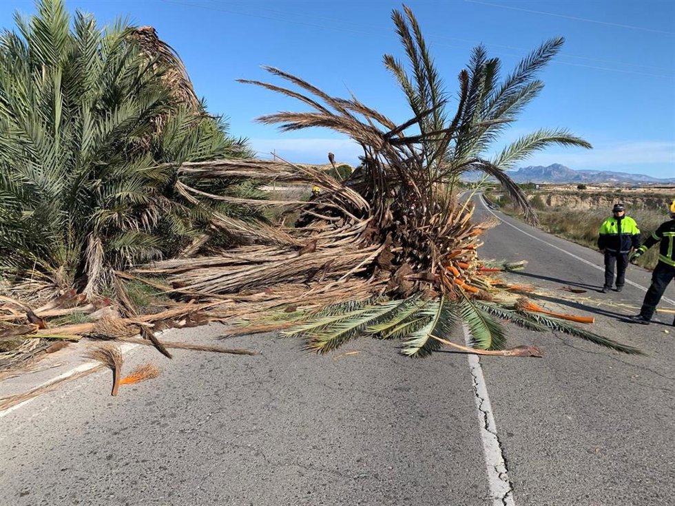 Archivo - Bomberos actúan en un servicio por una palmera caída por el viento