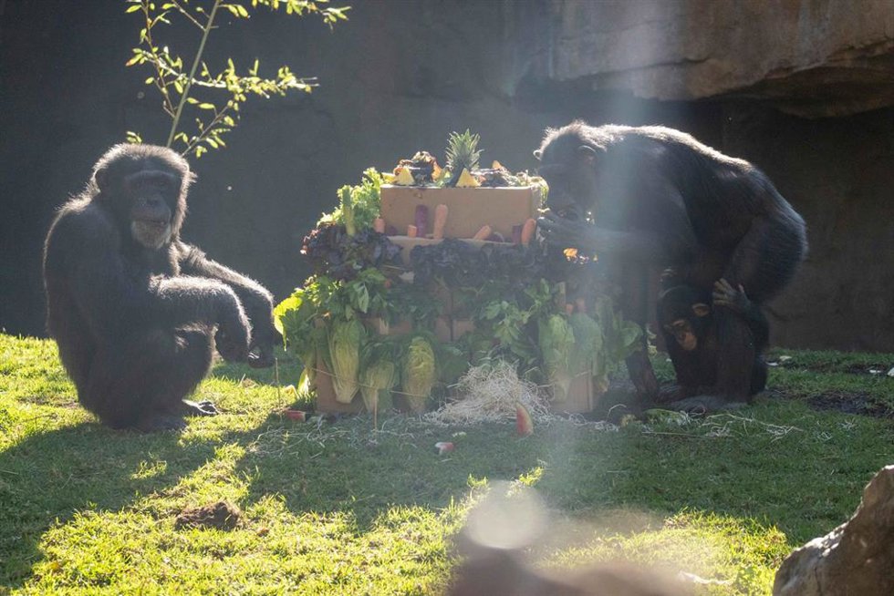 Imagen de la "fiesta de cumpleaños" para celebrar el primer aniversario del chimpacé Ekon.