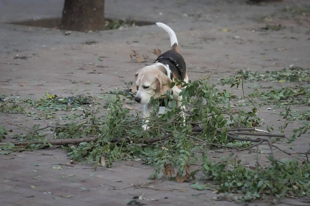 El aviso por vientos en La Rioja finaliza con 23 incidencias con caídas de árboles, antenas o vallas publicitarias