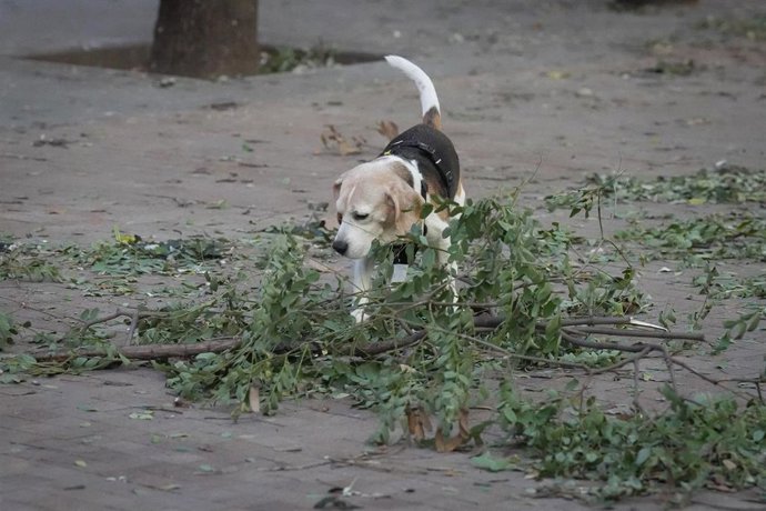Ramas caídas durante el temporal por viento