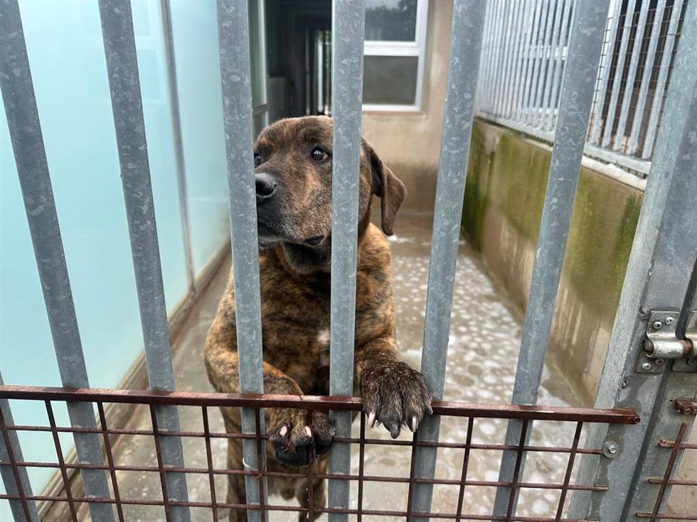 Vegeta, una perra de raza mestiza que espera a ser adoptada entre las rejas del Centro de Acogida de Animales de la Comunidad de Madrid (Ciaam) tras 10 años en el refugio.