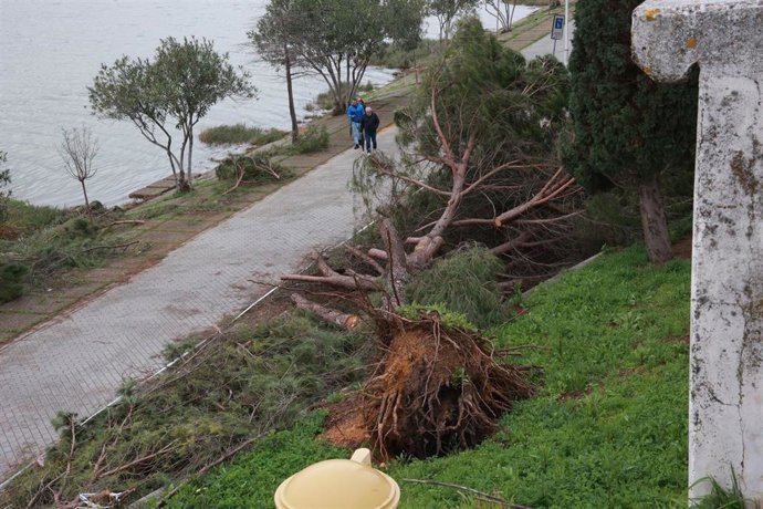 Restos de árboles caídos permanecen aún en el Paseo Juan Carlos I de Sevilla tras el tren de borrascas que ha azotado en las últimas semanas a la comunidad andaluza. A 11 de febrero de 2026 en Sevilla (Andalucía, España). 