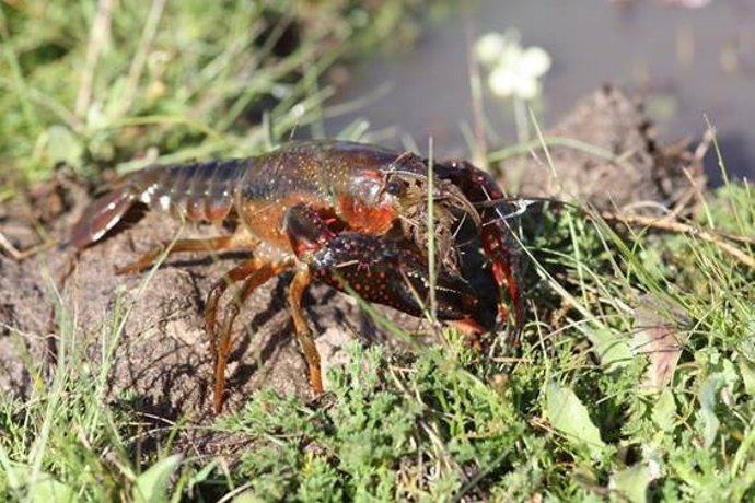 Archivo - Ejemplar de cangrejo rojo americano en el caño de la Algaida de la Caquera, en Doñana
