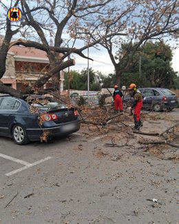 Bomberos siguen realizando servicios por el viento este domingo con ramas y árboles caídos o placas desprendidas