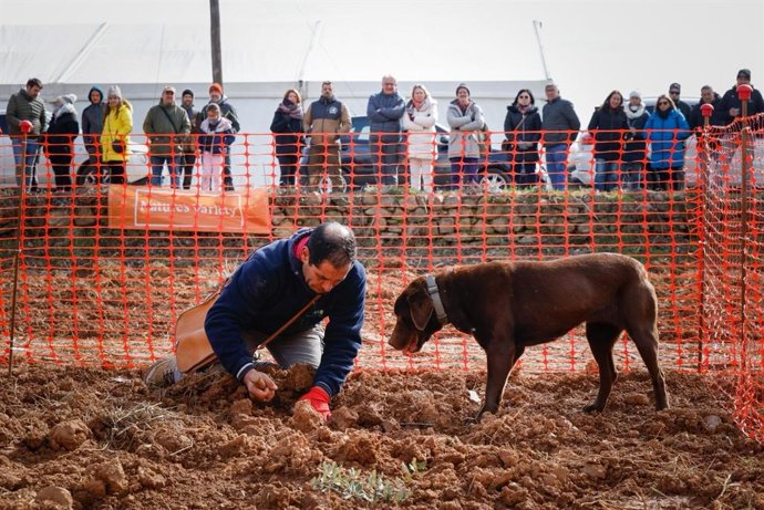 Un momento del VII Concurso Nacional de Caza de Trufa este domingo en Manchones