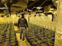 Desmantelan una plantación con casi 1.000 plantas de marihuana en Bétera
