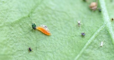 Es Andalucía - Granada