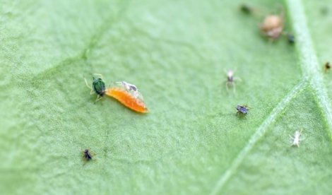 EpAgro - Unión Europea