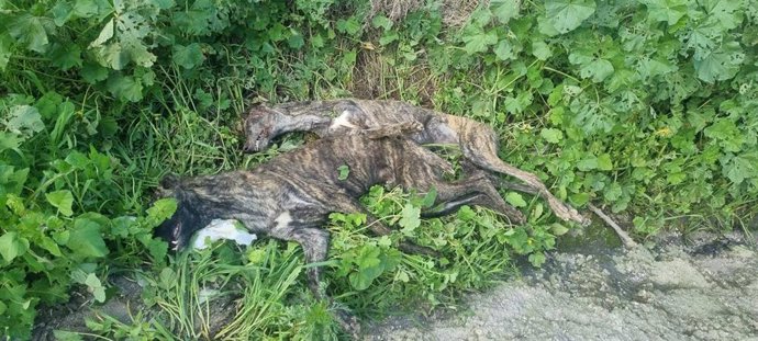 Los dos galgos muertos hallados en Puente Genil.