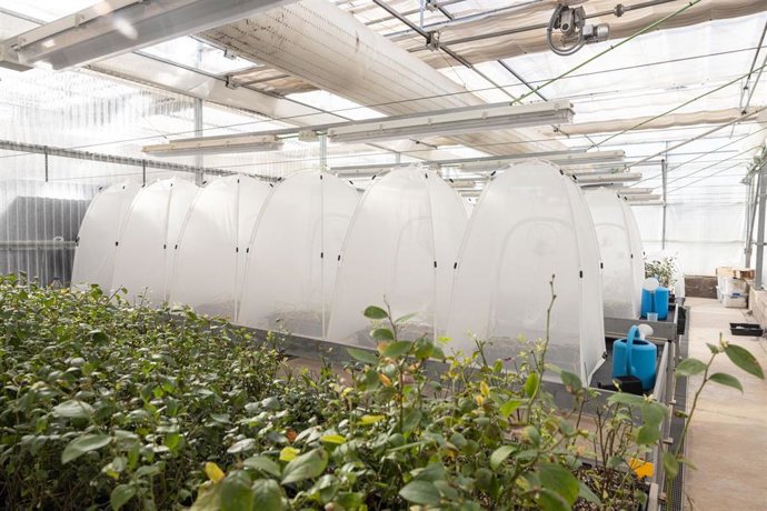 UJI contribuirá a la seguridad alimentaria al participar en un proyecto que validará alternativas al plástico agrícola