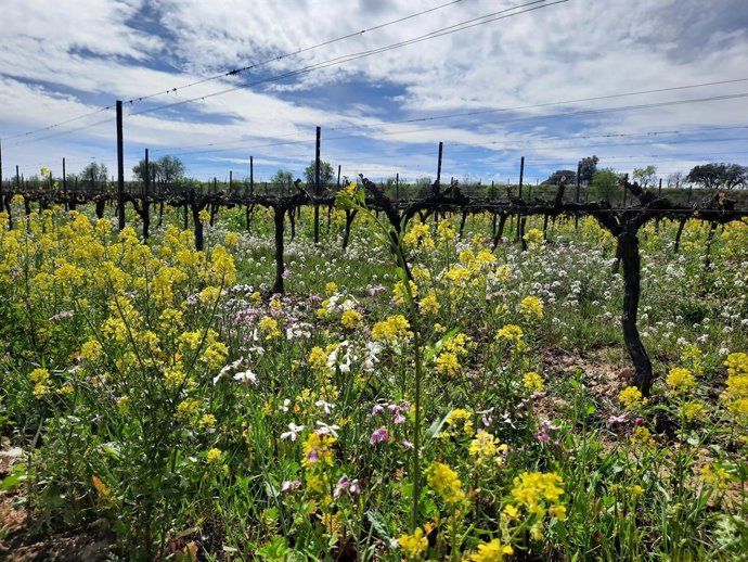 Imagen de una viña.