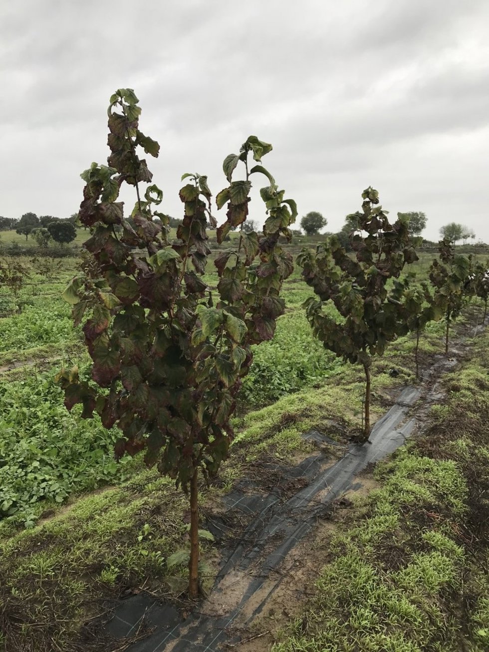 Campo, agricultura