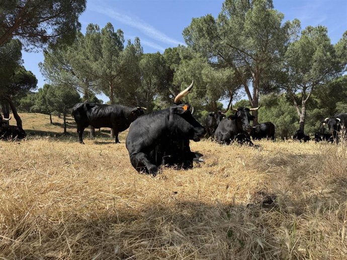 Toros en la Comunidad de Madrid
