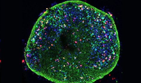 notibrasil sociedade