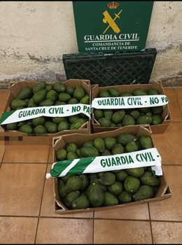 Aguacates sustraídos en varias fincas del norte de Tenerife