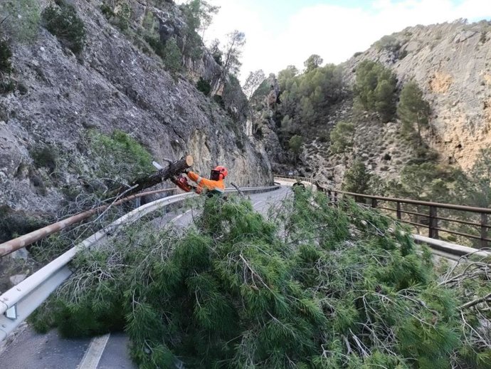 Caída de árboles en Cieza por el viento