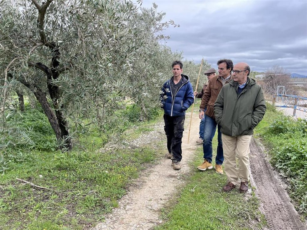 Visita para comprobar daños en el olivar tras el temporal