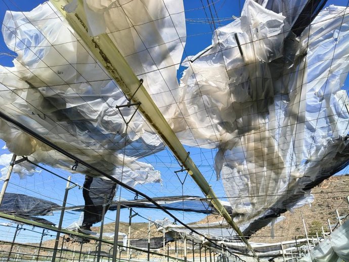 Daños en la cubierta de un invernadero de El Ejido (Almería) tras el paso de la borrasca 'Oriana'.