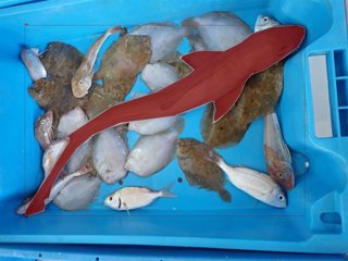 Imágenes de especies de elasmobranquios captadas en lonjas españolas y procesadas con la aplicación e-Lasmobranc