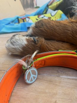 Imagen difundida por la red social Facebook de la clínica veterinaria Triunfo Jardín con el mensaje de despedida a Cairo