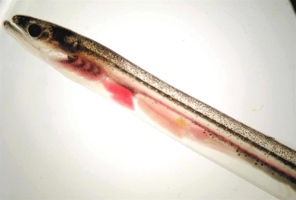 Anguila
