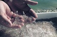 Transición Ecológica propondrá mañana a las CCAA reforzar la protección de la anguila y 4 avanzan que votarán en contra