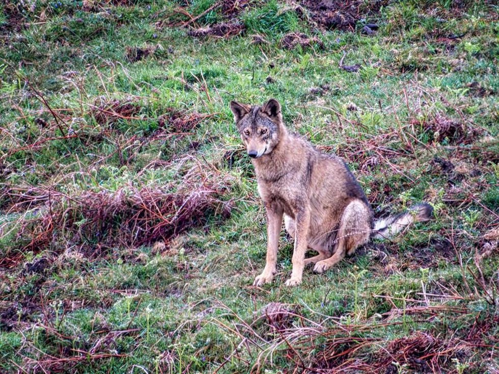 Loba preñada