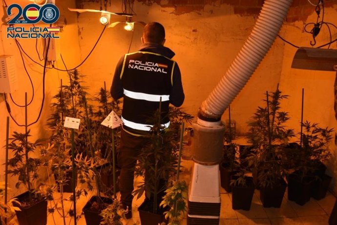 Detenido en Alcázar el responsable de una plantación de marihuana.