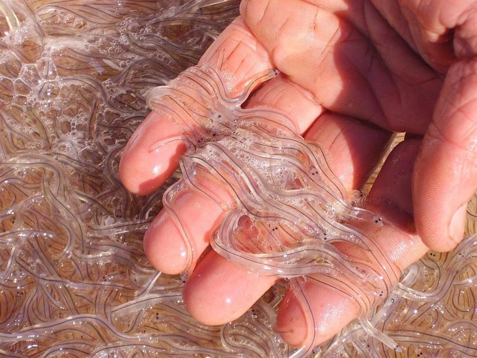 Archivo - Glass eels: Baby eels, a vulnerable species, reaches the fresh waters of the inland via the European coasts and grows into adult eels in 3 years (in the south) to 15 years (in more northern parts of Europe).