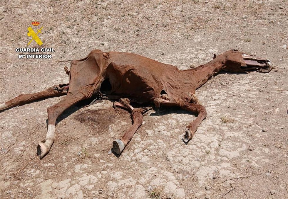 Caballo muerto.