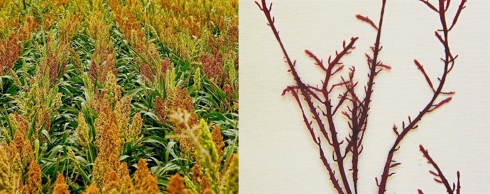 Imagen de un cultivo de sorgo y del alga roja Gelidiun corneum.