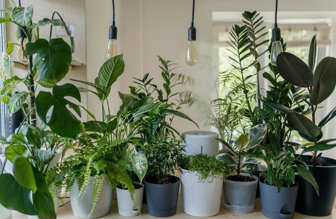 Plantas en macetas de cerámica blancas