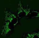 Foto: Una enzima de la levadura del pan enseña a las células humanas a reparar defectos mitocondriales, según un estudio