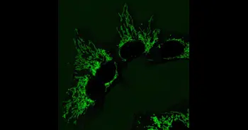 Una enzima de la levadura del pan enseña a las células humanas a reparar defectos mitocondriales, según un estudio