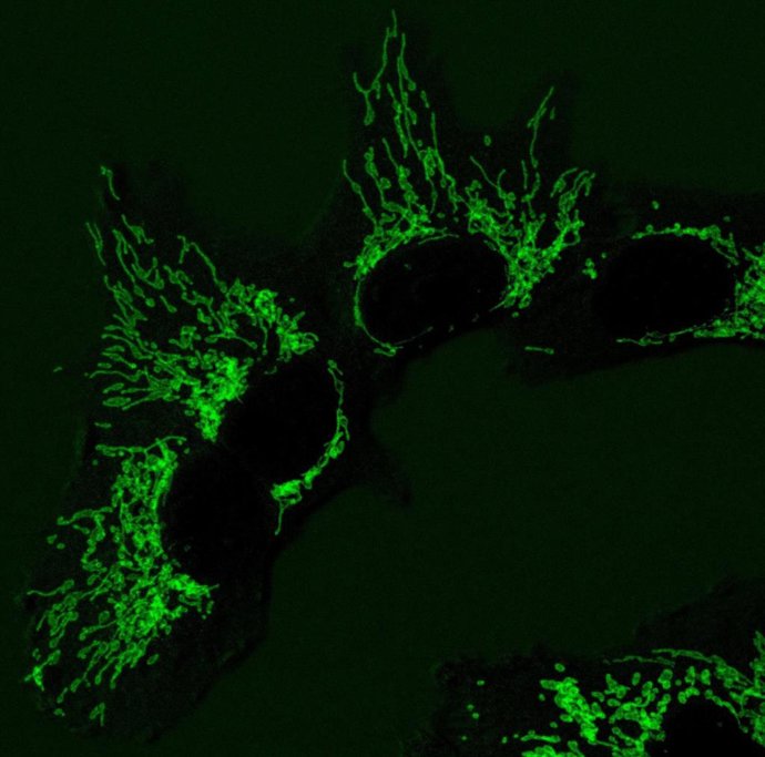 Imagem de microscopia de fluorescência das mitocôndrias em células humanas saudáveis, que ajudam a produzir os componentes básicos do DNA.