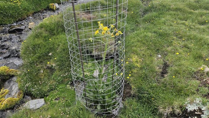 Imagen de una plantación de Theposeris elodes.