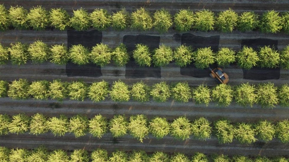 Vista aérea de la finca de almendros, en Córdoba, donde se ha empleado tecnología LiDAR para mejorar la eficiencia del riego en cultivos leñosos.