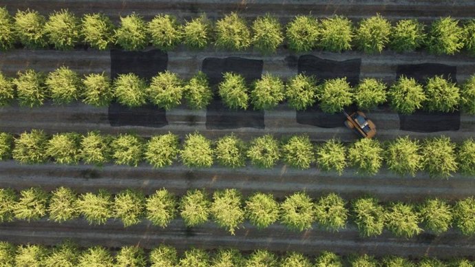 Vista aérea de la finca de almendros, en Córdoba, donde se ha empleado tecnología LiDAR para mejorar la eficiencia del riego en cultivos leñosos.