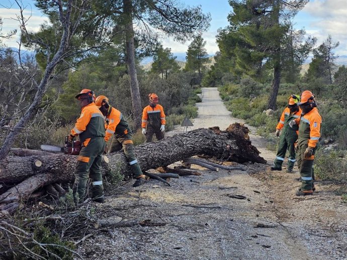 Caída de árboles en la carretera de  la Sierra del Burete (Bullas)