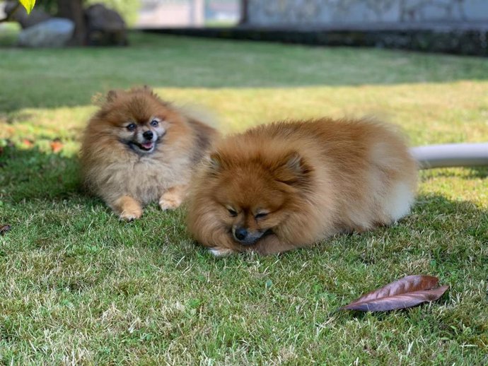 Archivo - Mascotas en un espacio público.