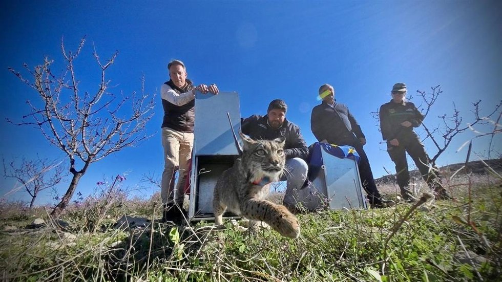 El presidente de la Comunidad, Fernando López Miras, liberó hoy dos ejemplares de lince ibérico en las Tierras Altas de Lorca