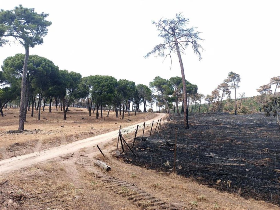 Foto de pastos acotados tras los incendios de 2025 en Las Navas del Marqués.